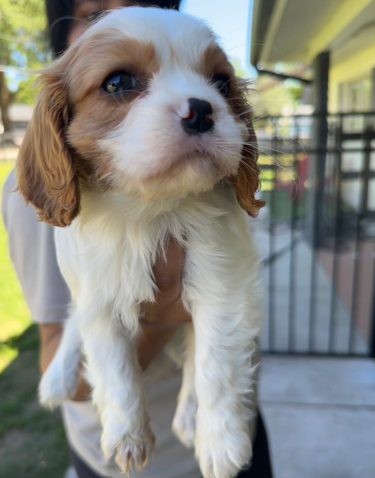 Versace (male)