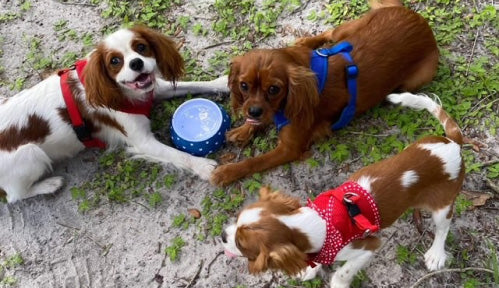 cavalier puppies playing on grass at Forking and Country Puppies