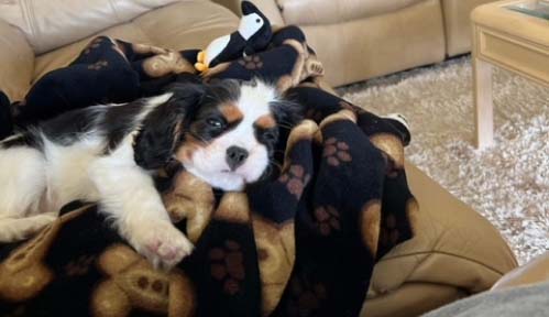 Cavalier puppy laying on a couch