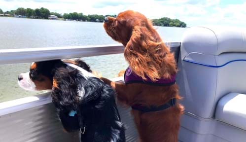 two Cavalier country puppies enjoying on a boat